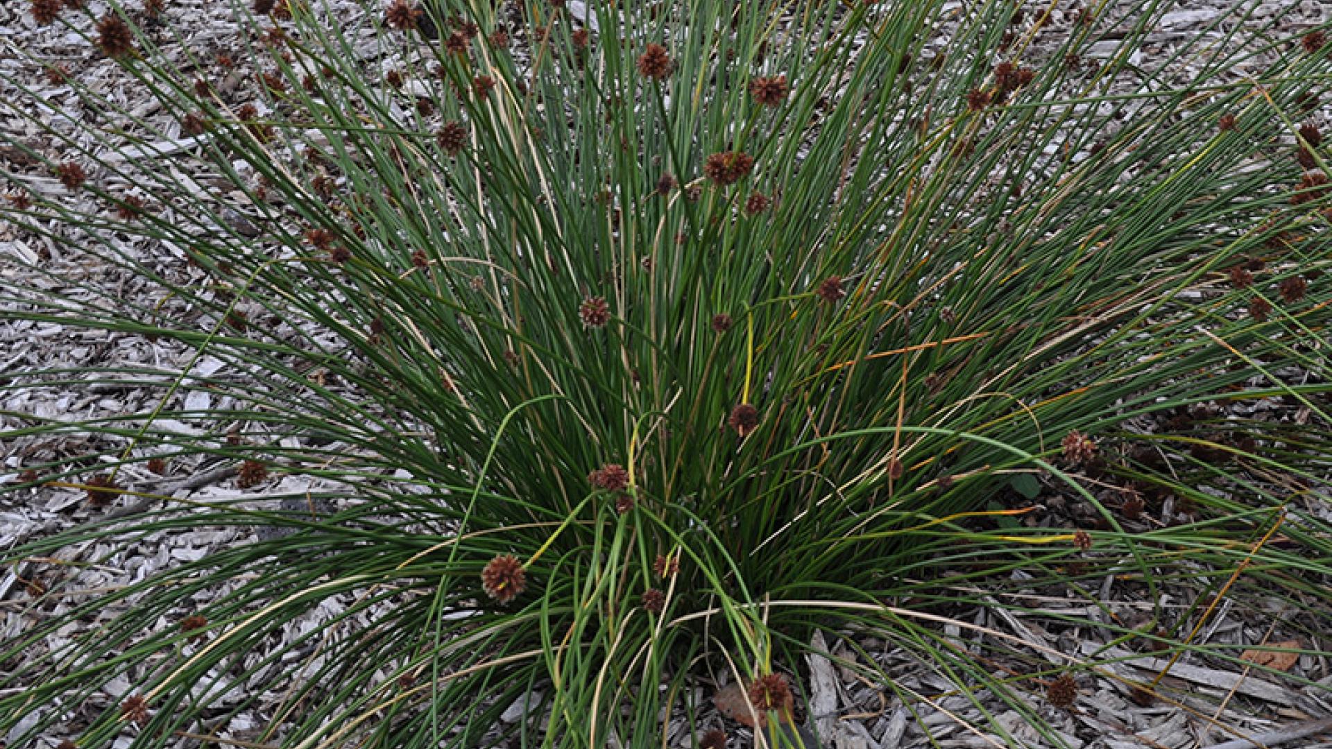 Knobby Club Rush plantselector warrnambool vic gov au